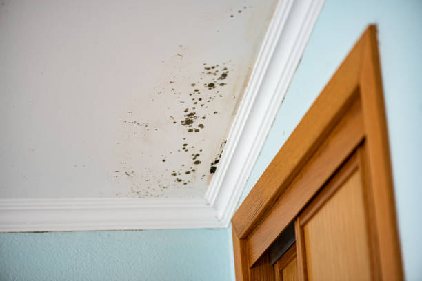 Glencoe, MN Mold Remediation Company