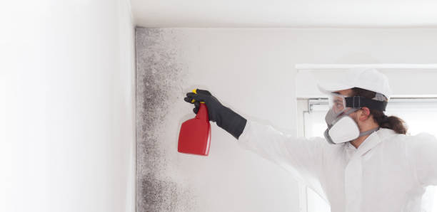 Best Residential Mold Remediation in Glencoe, MN