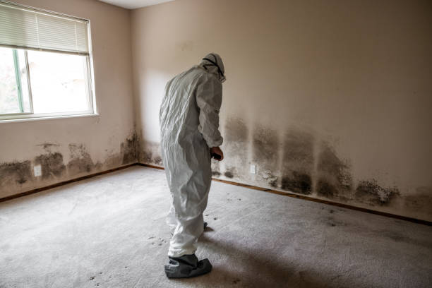 Best Commercial Mold Remediation in Glencoe, MN