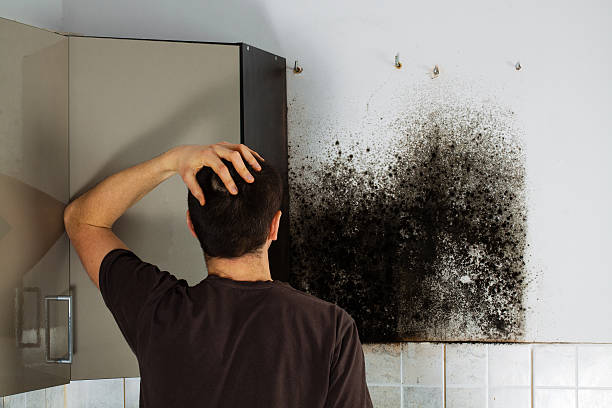 Best Industrial Mold Remediation in Glencoe, MN
