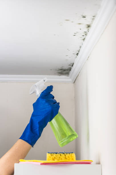 Best Health and Safety Mold Remediation in Glencoe, MN